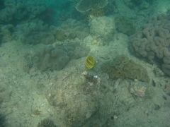 Chaetodon rainfordi