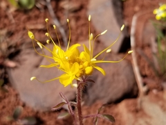 Cleomella platycarpa