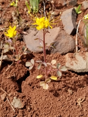 Cleomella platycarpa