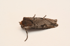 Xylena thoracica