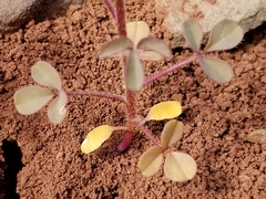 Cleomella platycarpa