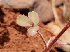 Cleomella platycarpa