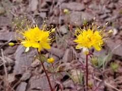 Cleomella platycarpa