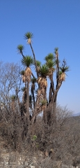 Yucca periculosa