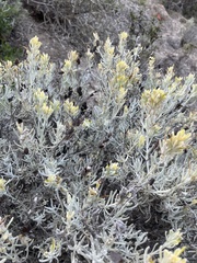Castilleja hololeuca