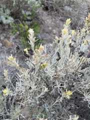 Castilleja hololeuca