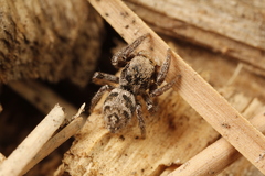 Habronattus festus