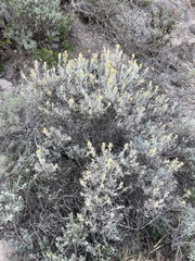 Castilleja hololeuca