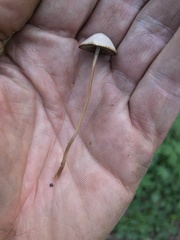 Psathyrella prona