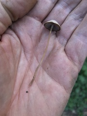 Psathyrella prona