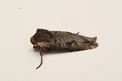 Xylena thoracica