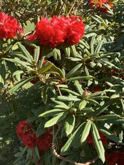 Rhododendron