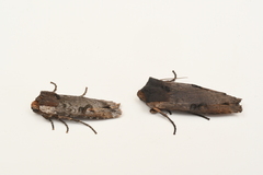 Xylena thoracica