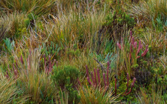 Phlegmariurus crassus