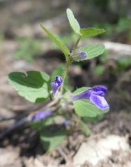 Scutellaria tuberosa