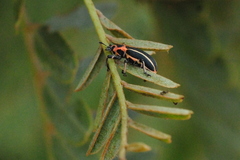 Eudiagogus episcopalis