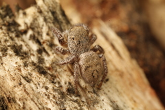 Habronattus festus