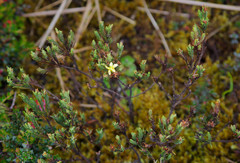 Hypericum lancioides