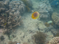 Chaetodon aureofasciatus