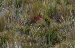 Hypericum lancioides