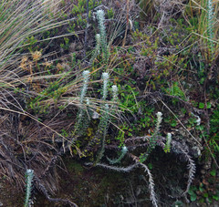 Lasiocephalus ovatus