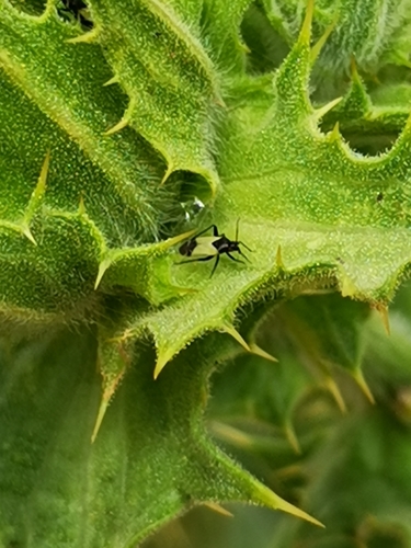 Macrotylus bicolor