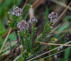 Valeriana microphylla