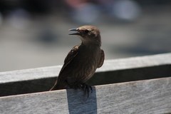 Sturnus vulgaris