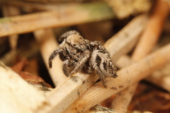 Habronattus festus