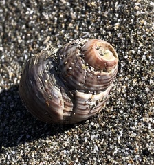Nassarius fossatus