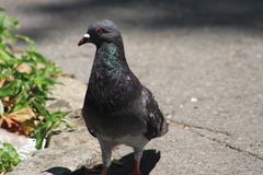 Columba livia