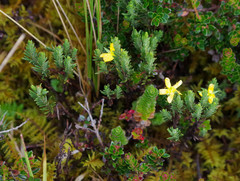 Hypericum lancioides
