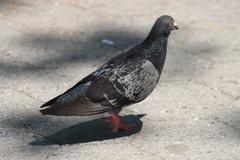 Columba livia