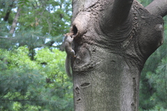 Sciurus carolinensis