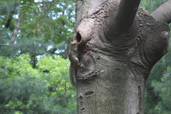 Sciurus carolinensis