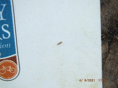 Erythridula praecisa