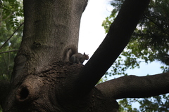Sciurus carolinensis
