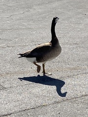 Anser anser × Branta canadensis