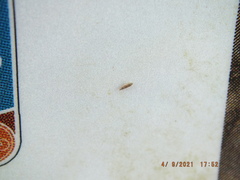 Erythridula praecisa