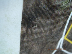 Erythridula praecisa