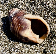 Nassarius fossatus