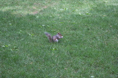 Sciurus carolinensis