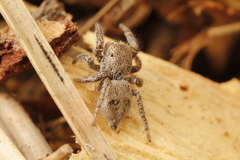 Habronattus festus