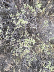Pimelea aridula aridula