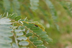 Eudiagogus episcopalis