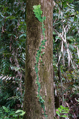 Rhaphidophora