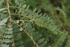 Eudiagogus episcopalis