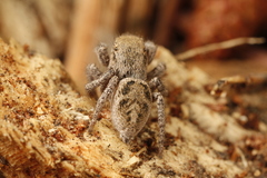 Habronattus festus