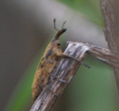 Lixus concavus