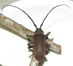 Ceroplesis ferrugator